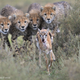 Illustration for article titled The Years Most Thrilling (and Heartbreaking) Wildlife Photos